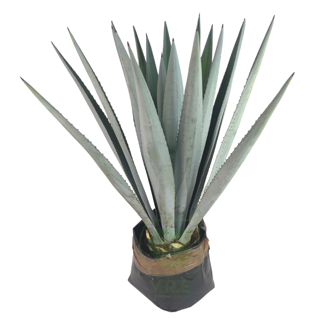 Agave Azul (mediano)