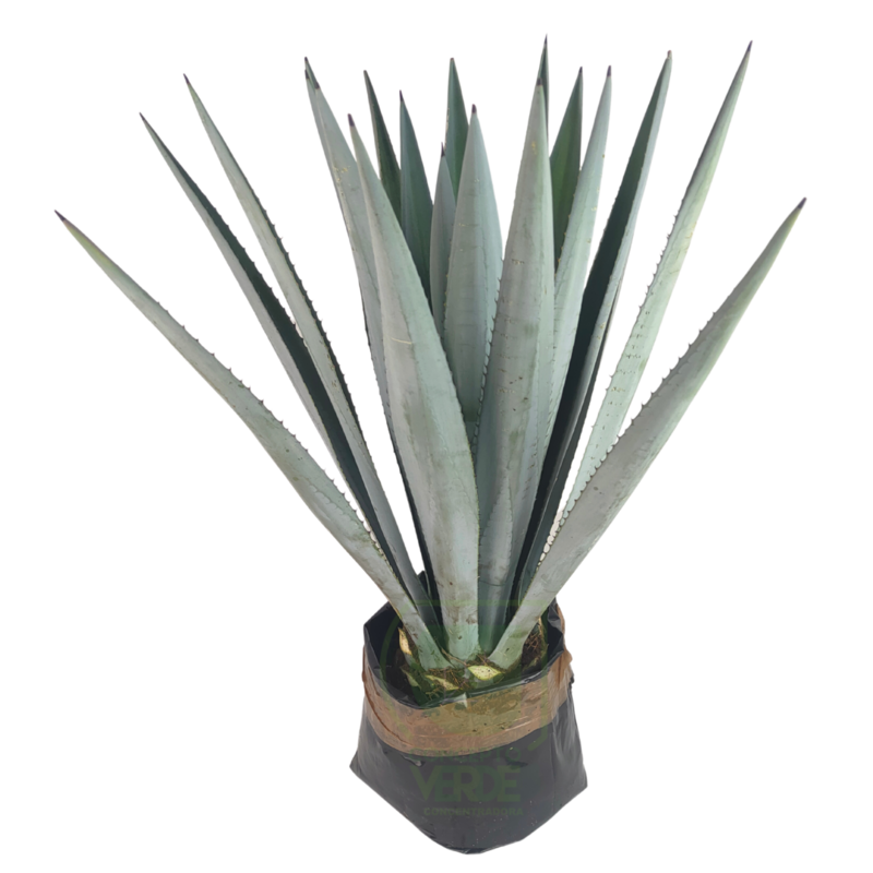 Agave Azul #3
