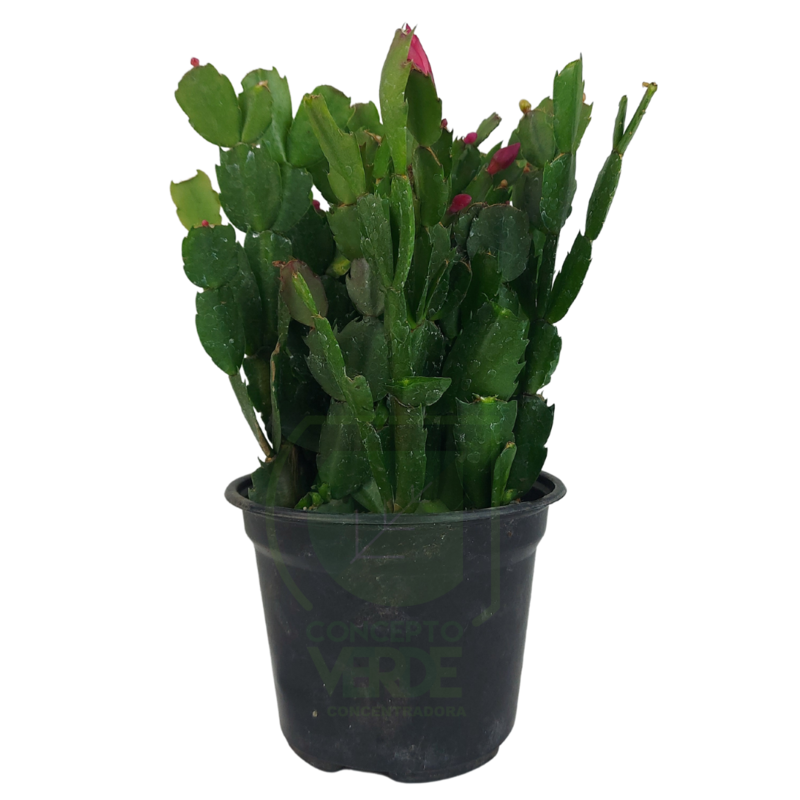 Nopalillo