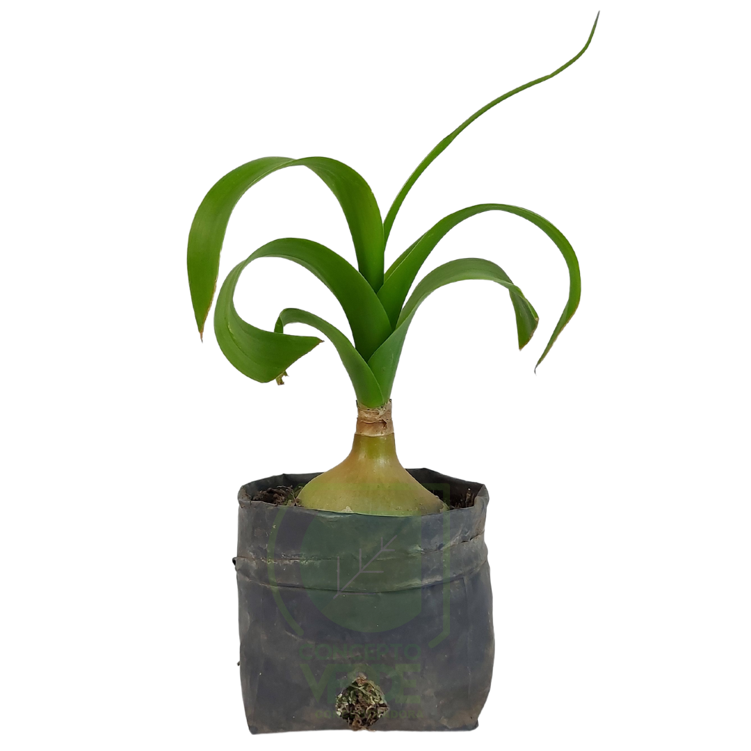 Cebolla De La Suerte