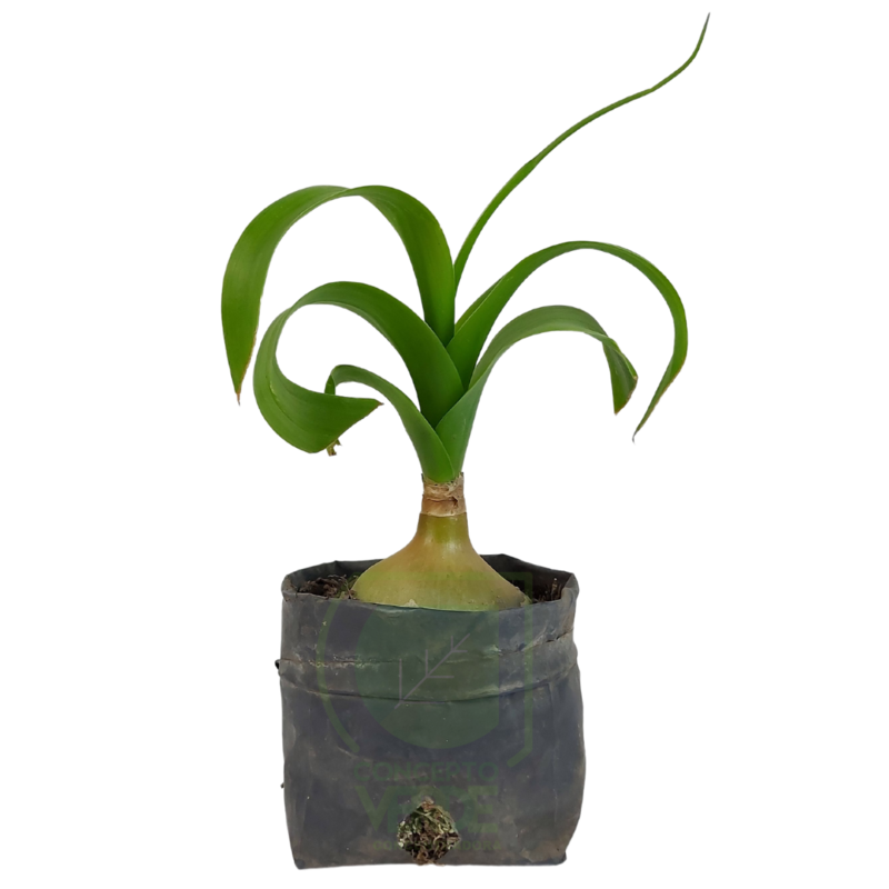 Cebolla De La Suerte