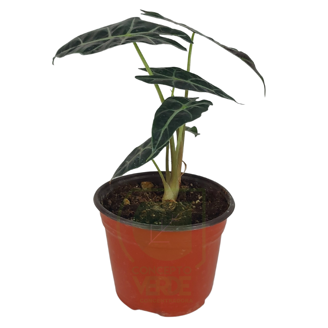 Alocasia - Ala de Murciélago