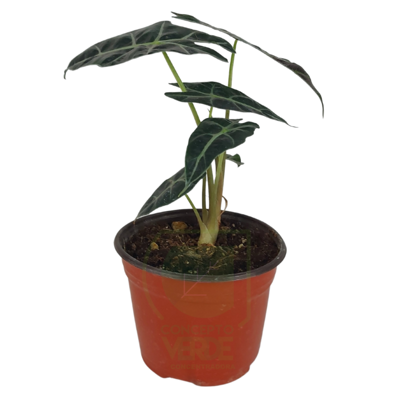 Alocasia - Ala de Murciélago
