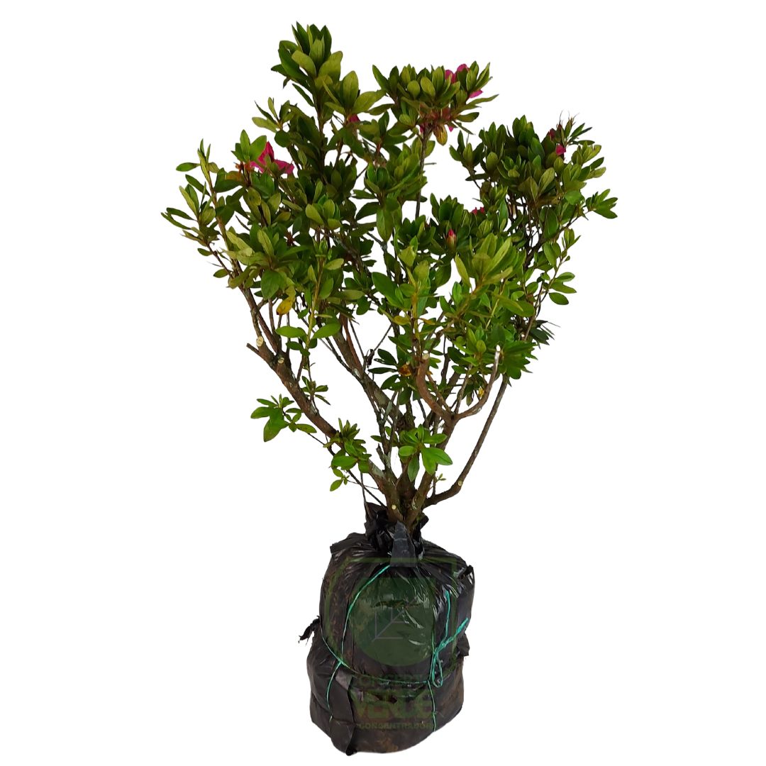 Azalea Común Arbusto (#1)