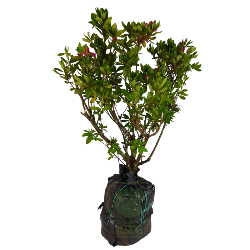 Azalea Común Arbusto (#1)