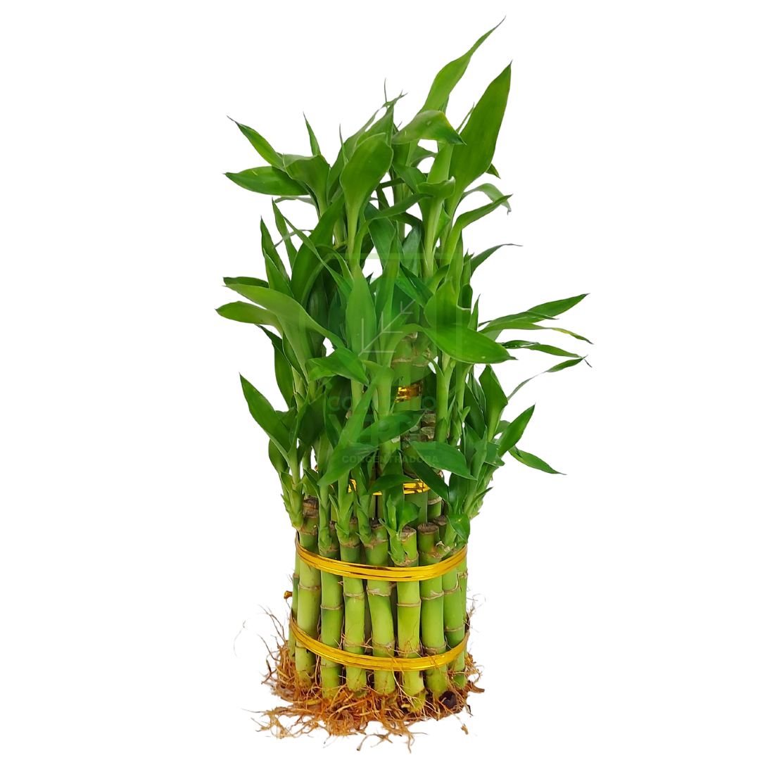Lote Bambú De Agua