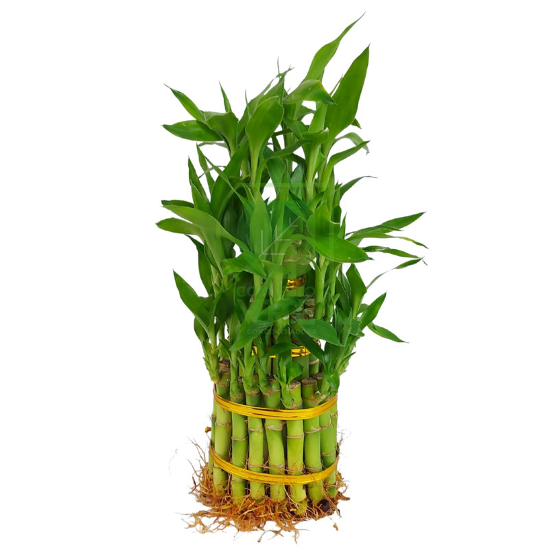 Lote Bambú De Agua