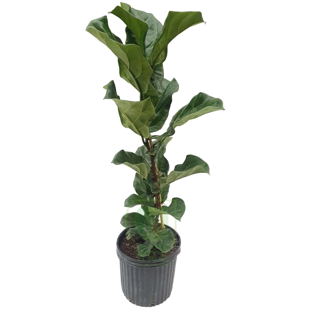 Ficus Lyrata #3