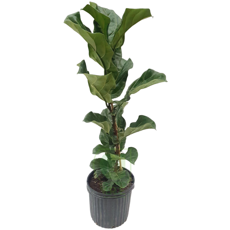 Ficus Lyrata #3