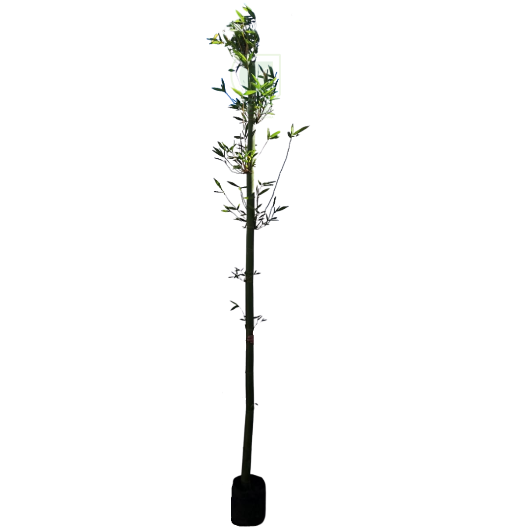 Bambú de Caña 3.5m