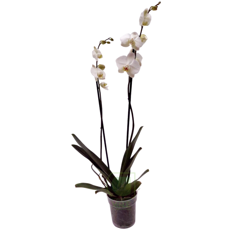 Orquídea Phalaenopsis