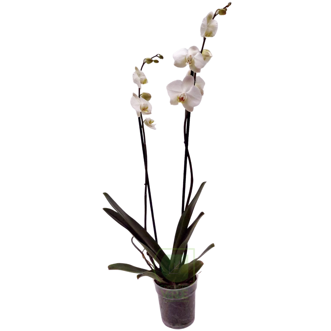 Orquídea Phalaenopsis, COLOR: BLANCO