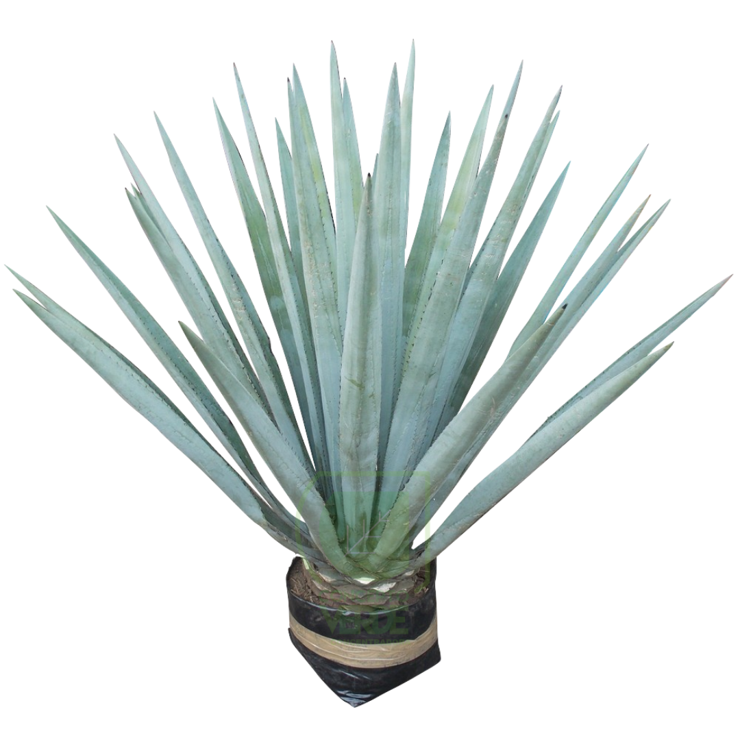 Agave Azul #4