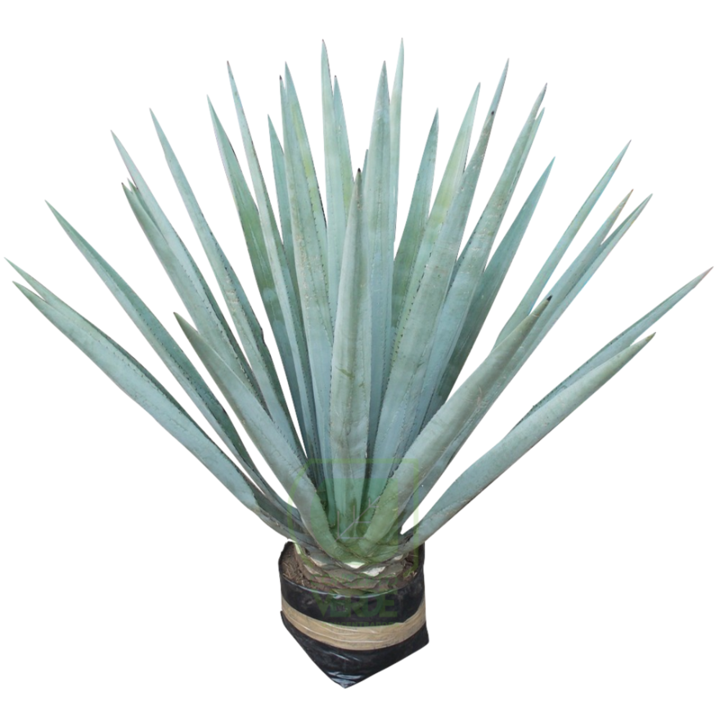 Agave Azul #4