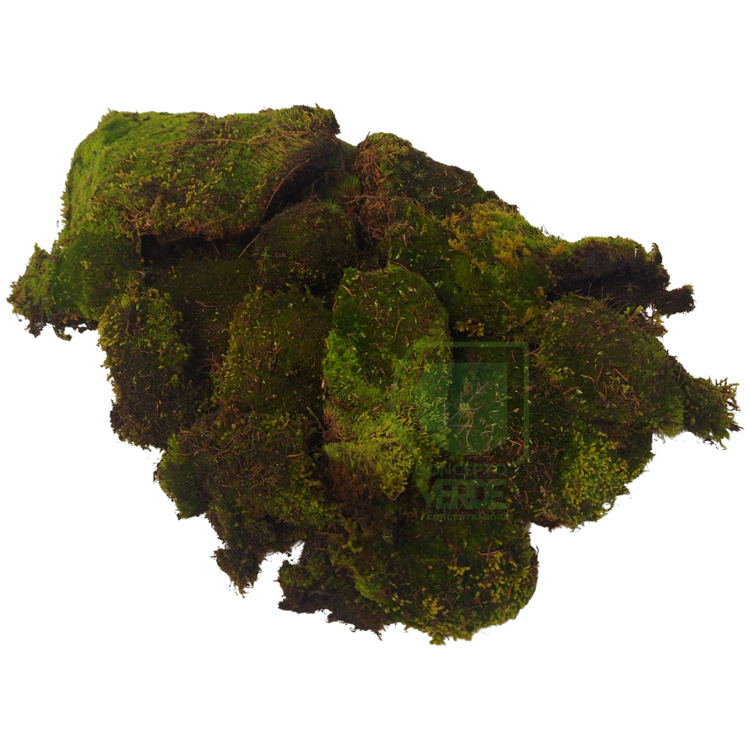Musgo Natural Deshidratado