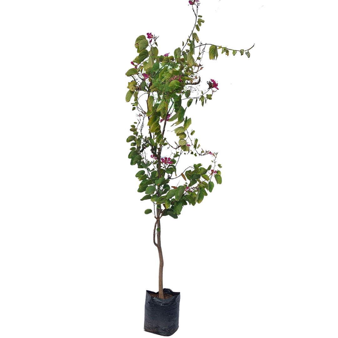 Árbol de Orquídea, Pata de Vaca #3