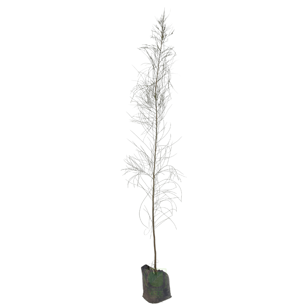 Casuarina
