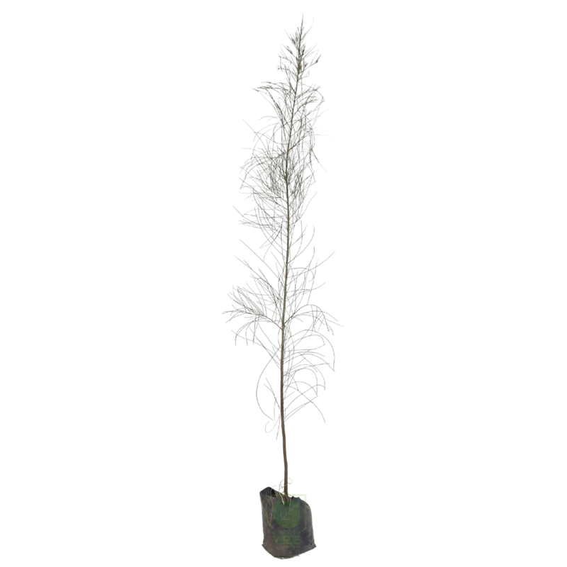 Casuarina
