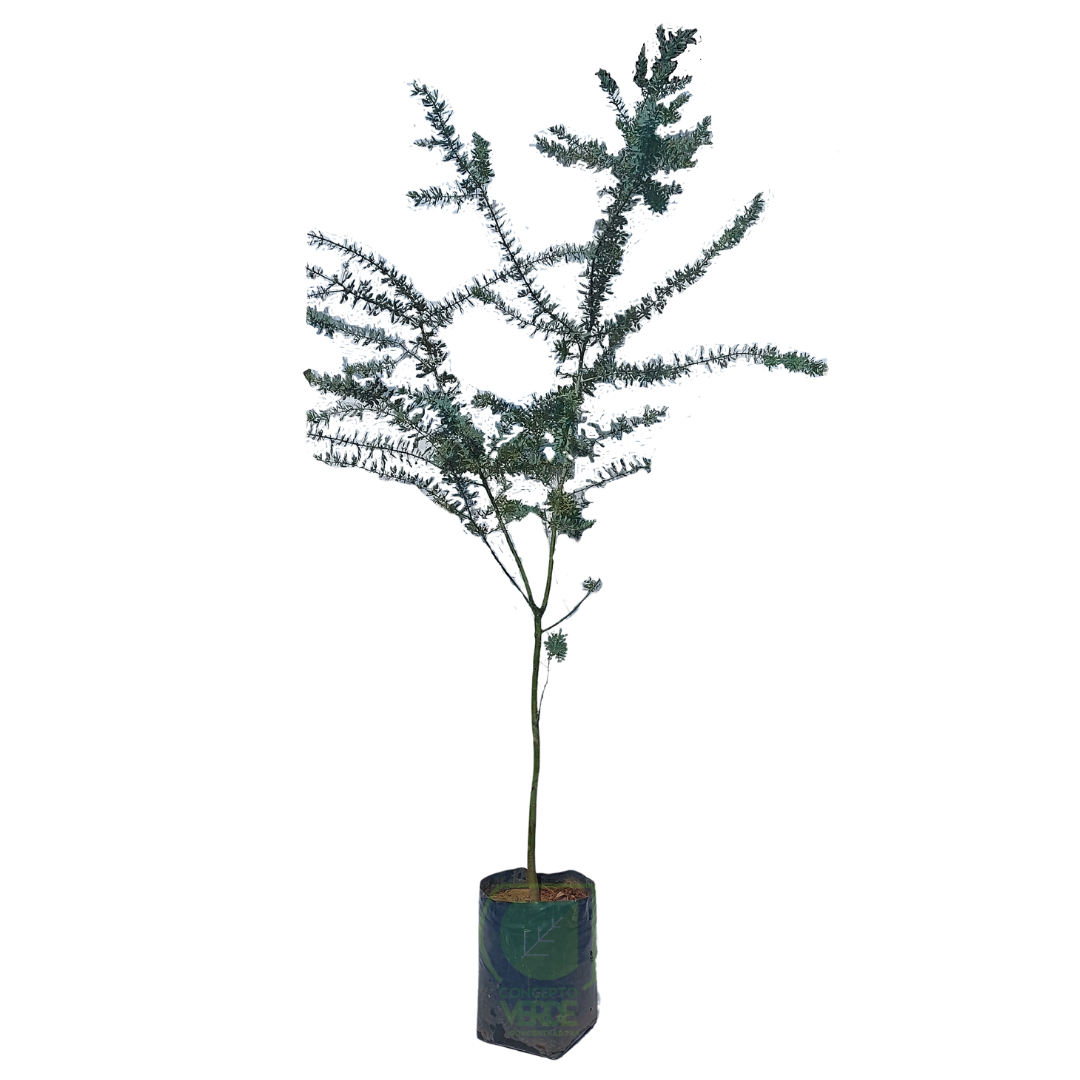 Acacia Gris #2