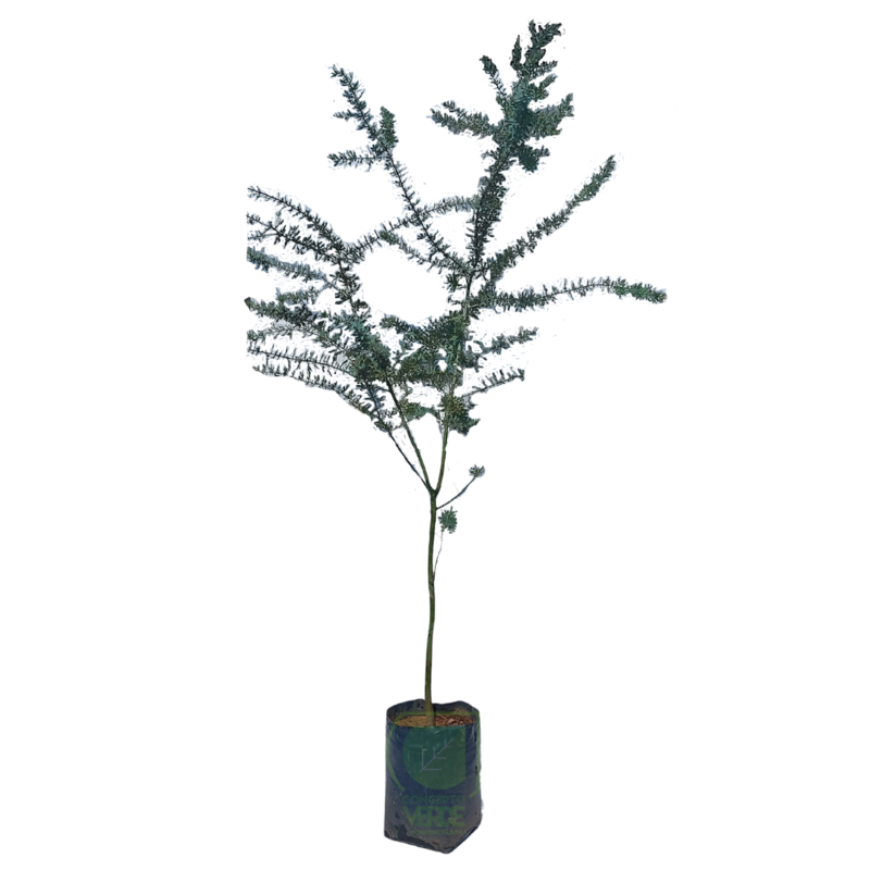 Acacia Gris #2