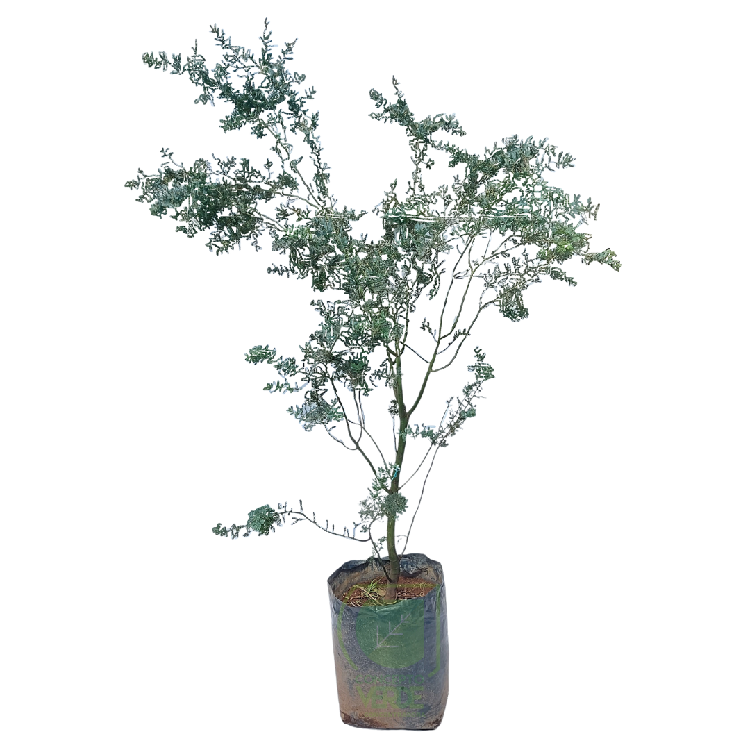 Acacia Gris #3