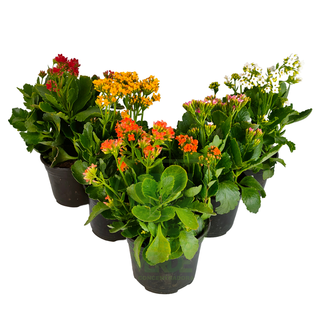 Kalanchoe Sencillo
