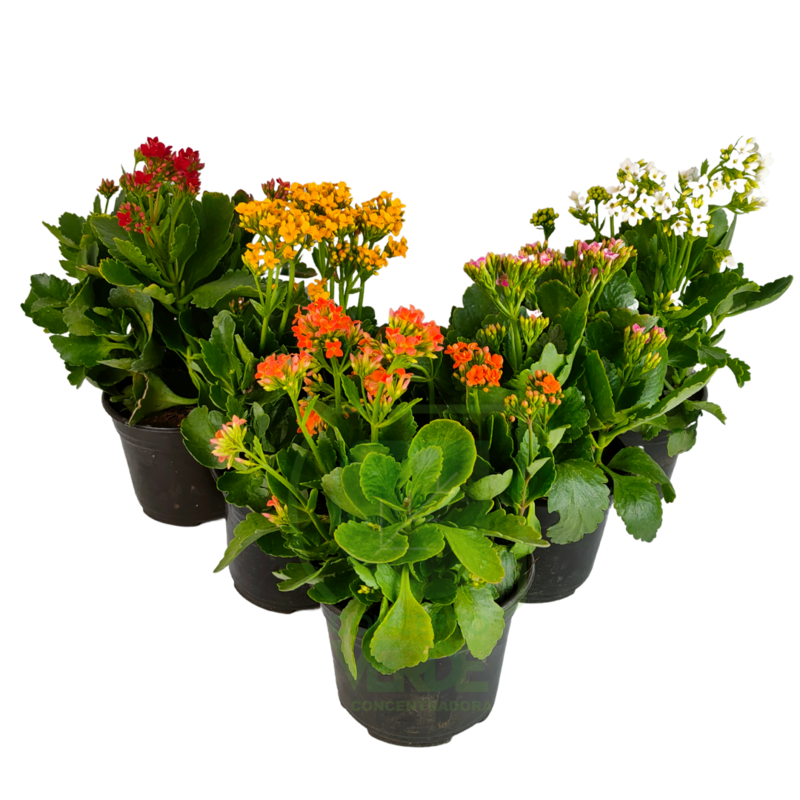 Kalanchoe Sencillo
