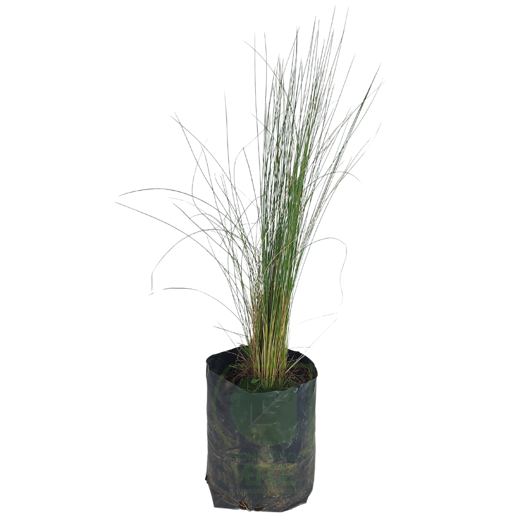 Pasto Stipa