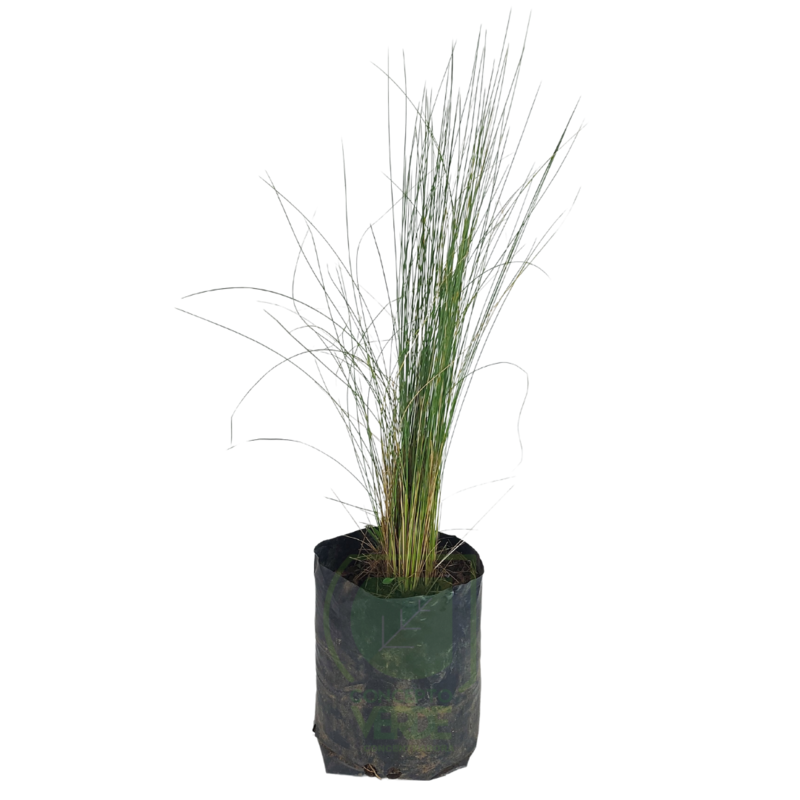 Pasto Stipa