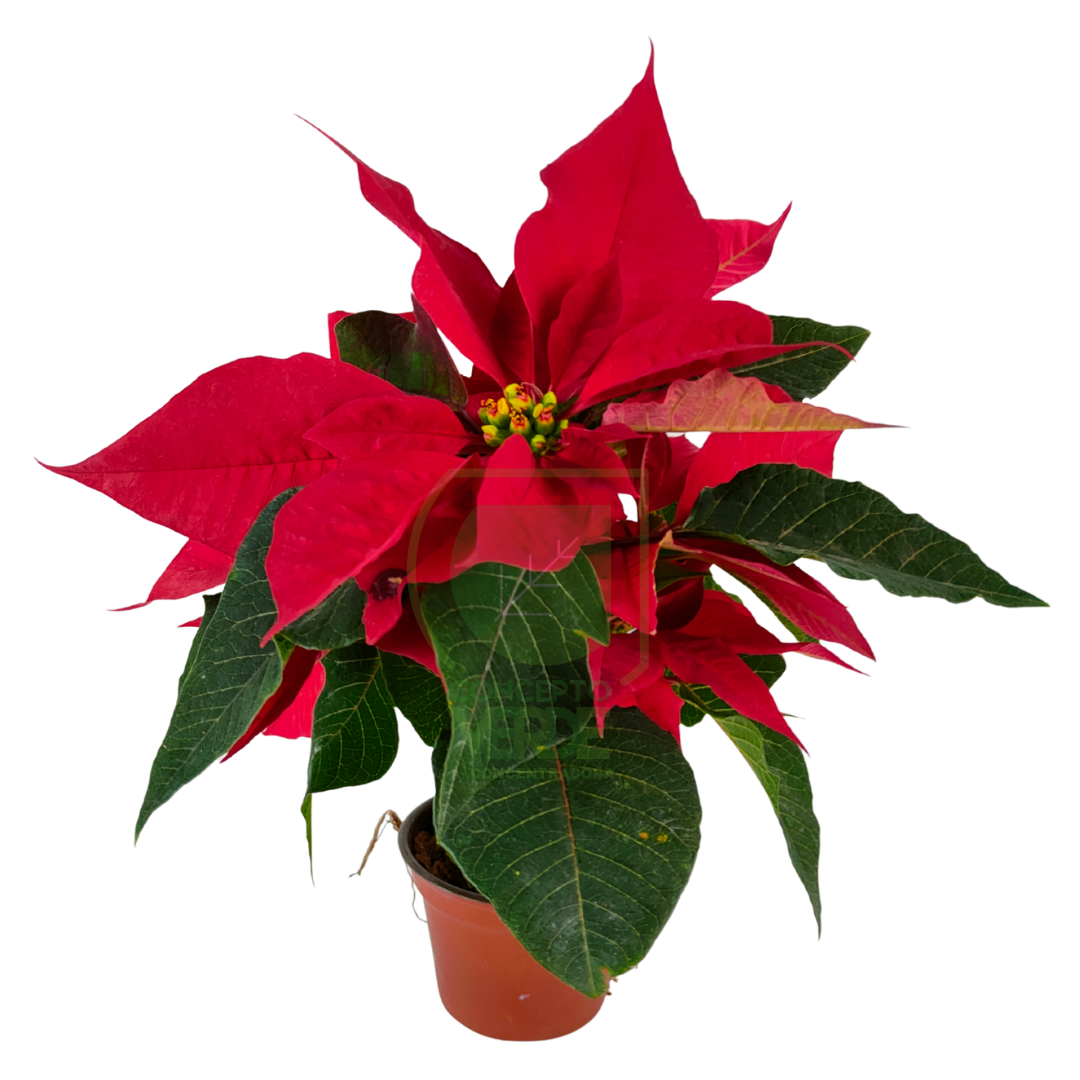 Nochebuena Premium 3&quot;