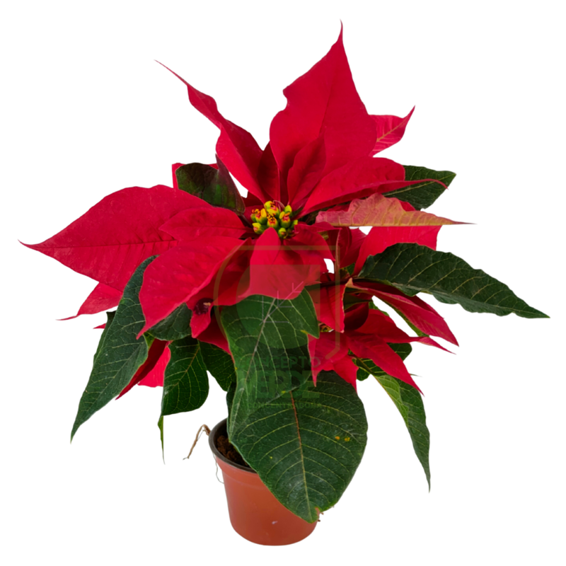 Nochebuena Premium 3&quot;