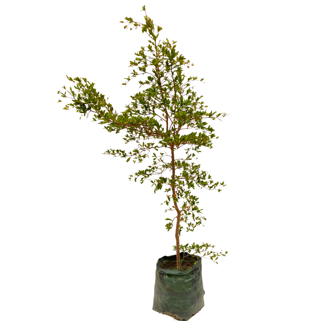 Olivo negro (Bucida Buceras)