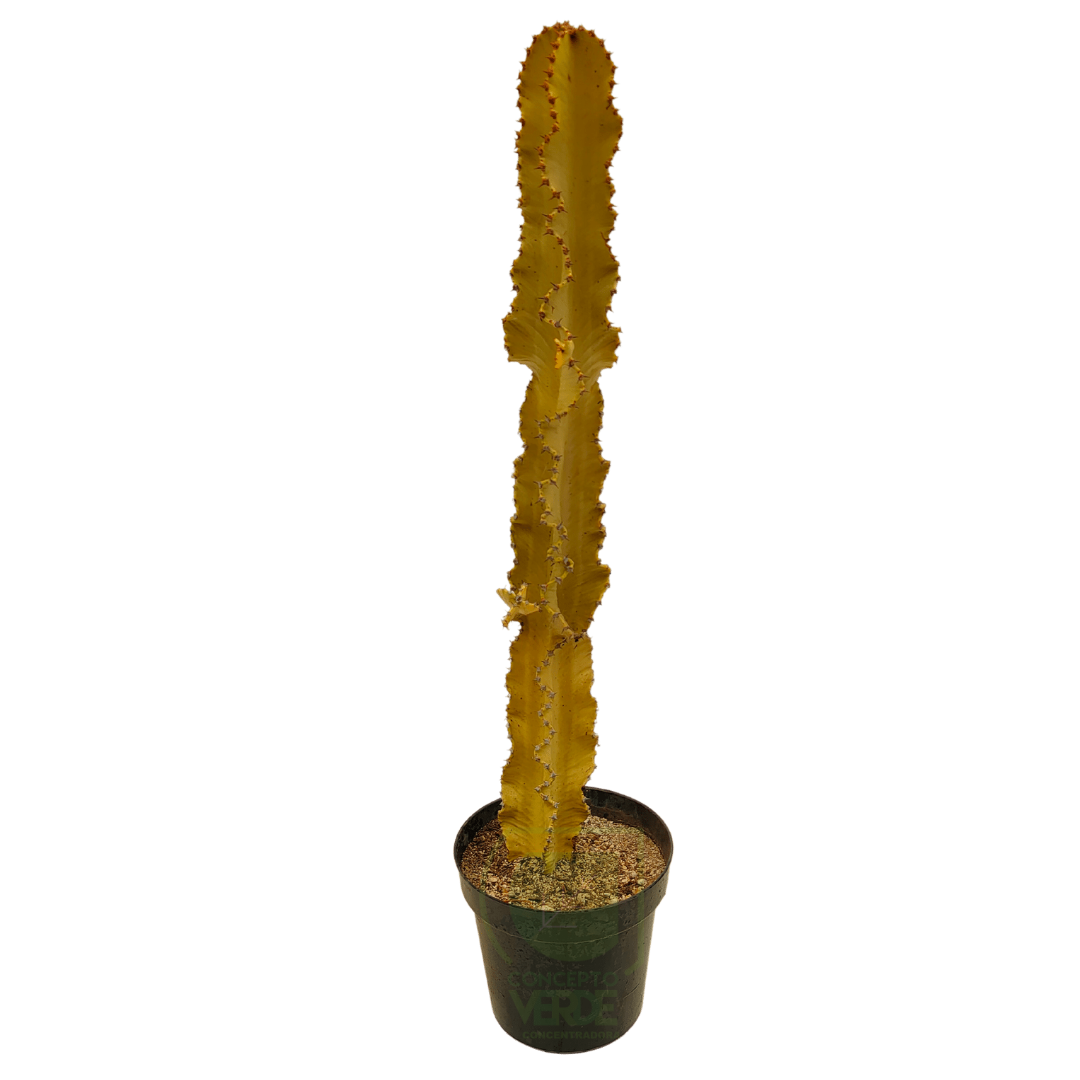 Euphorbia Eritrea Variegata (Ghost)
