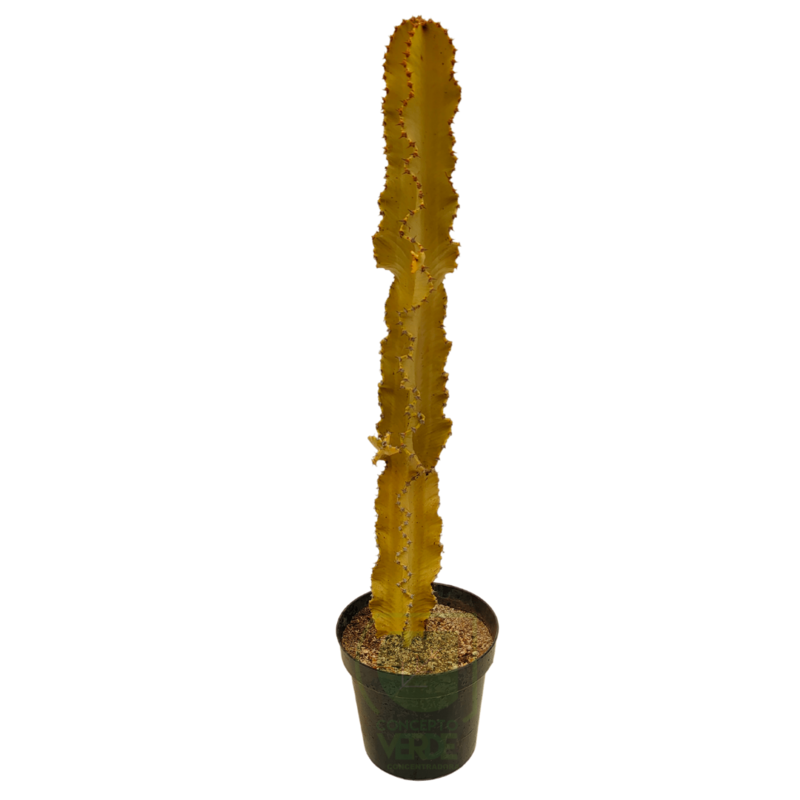 Euphorbia Eritrea Variegata (Ghost)