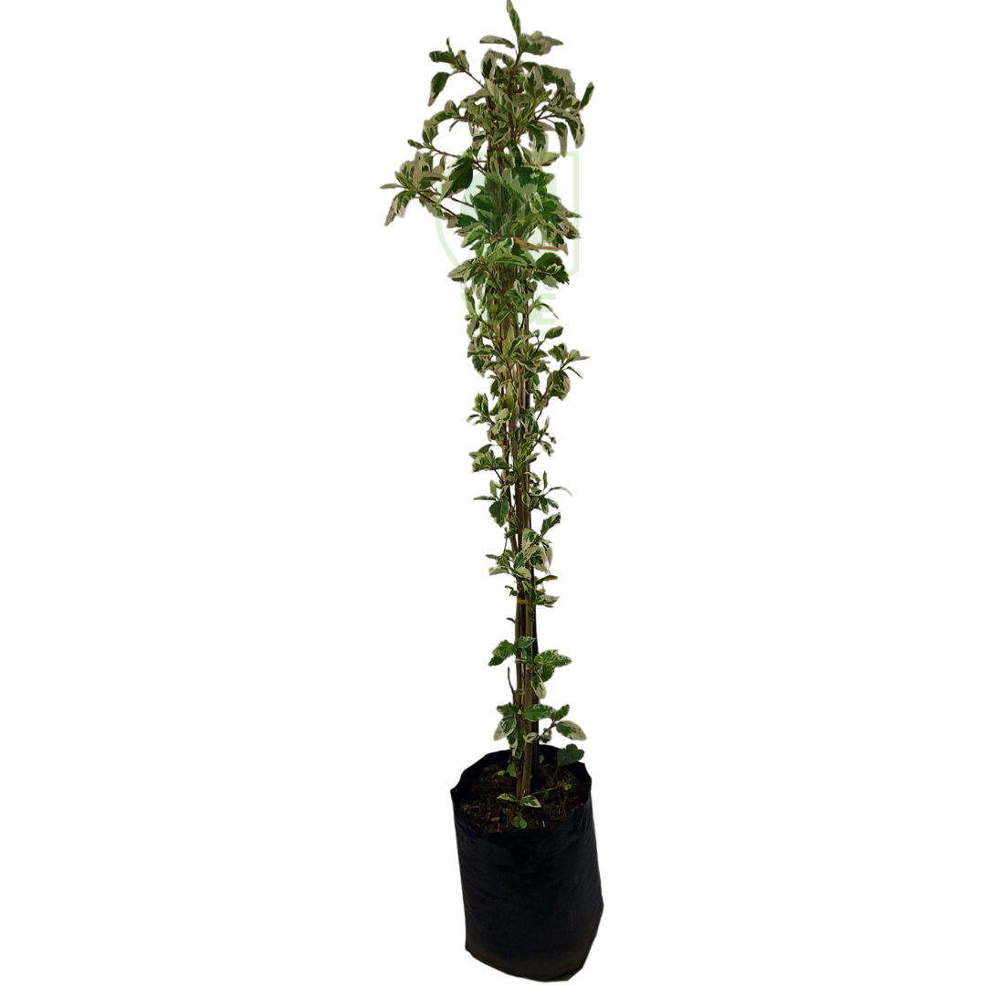Tulipán Varigato