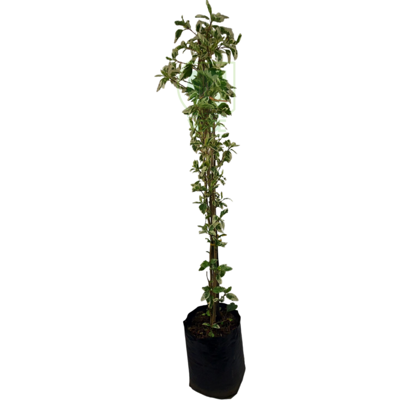 Tulipán Varigato