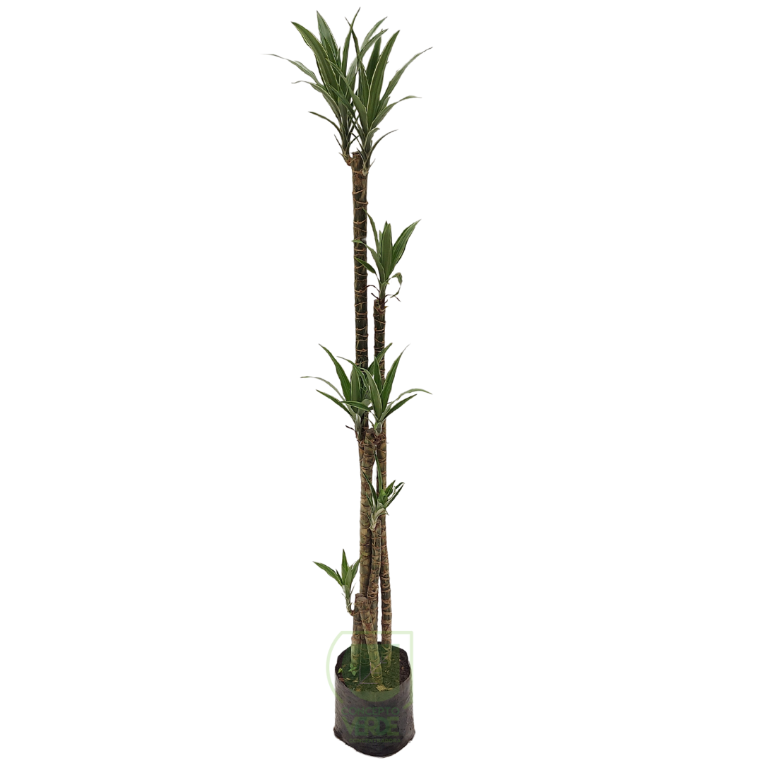 Warneckii Blanco #2