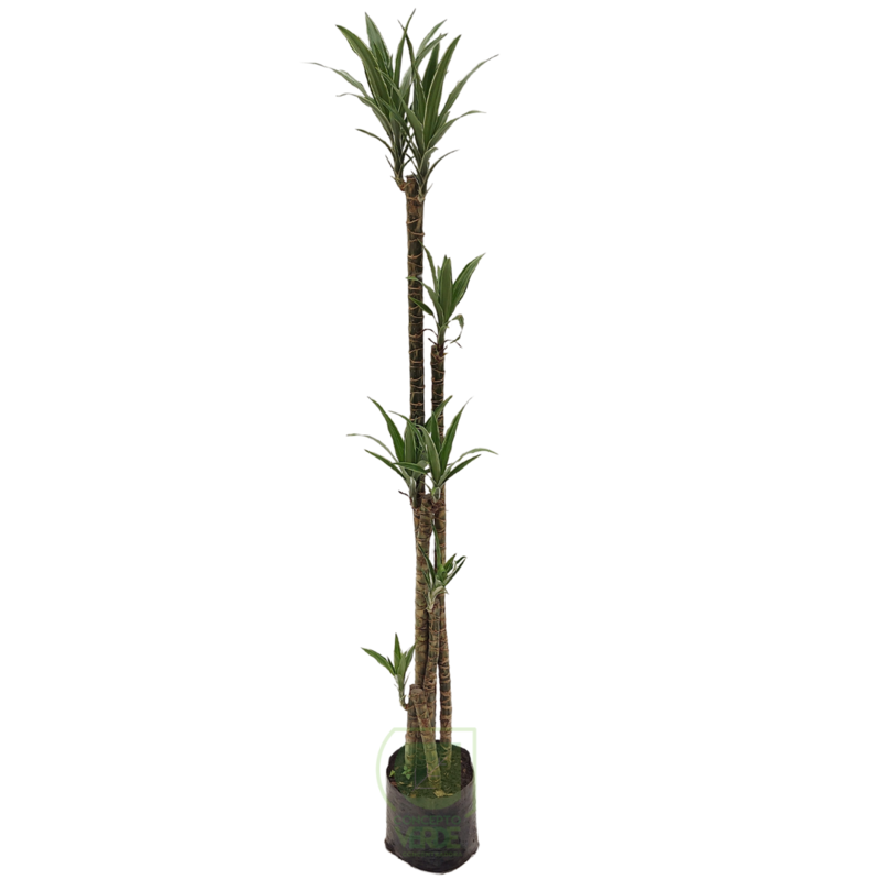 Warneckii Blanco #2