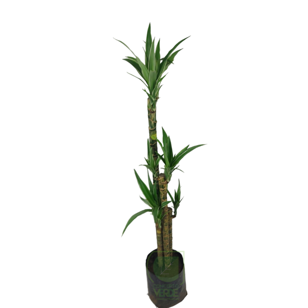 Warneckii Blanco #1