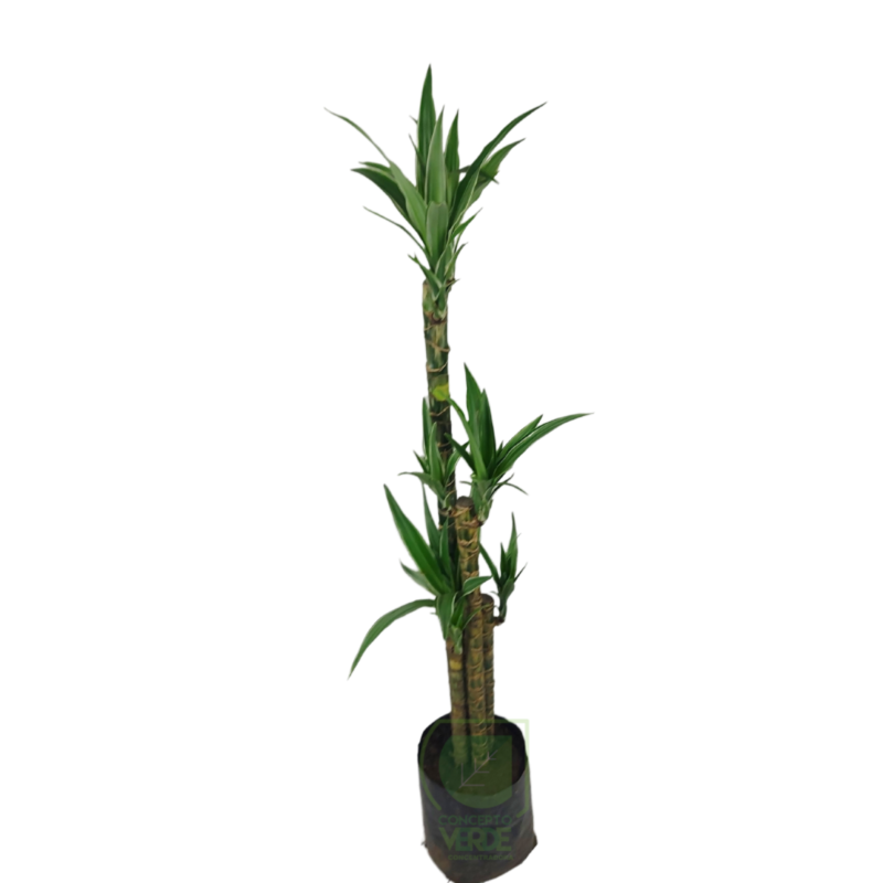Warneckii Blanco #1