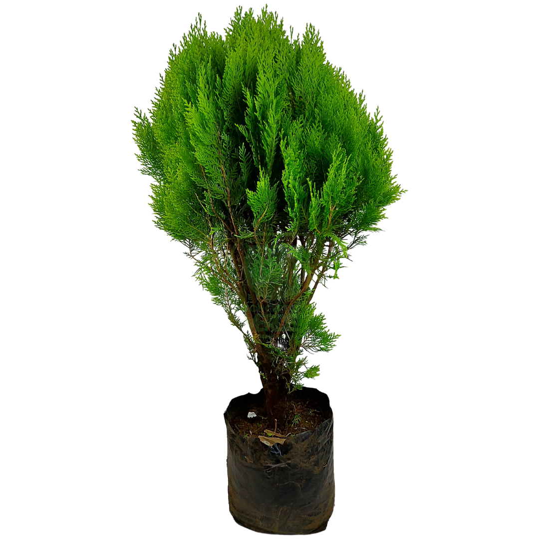 Tulia (Mediana)