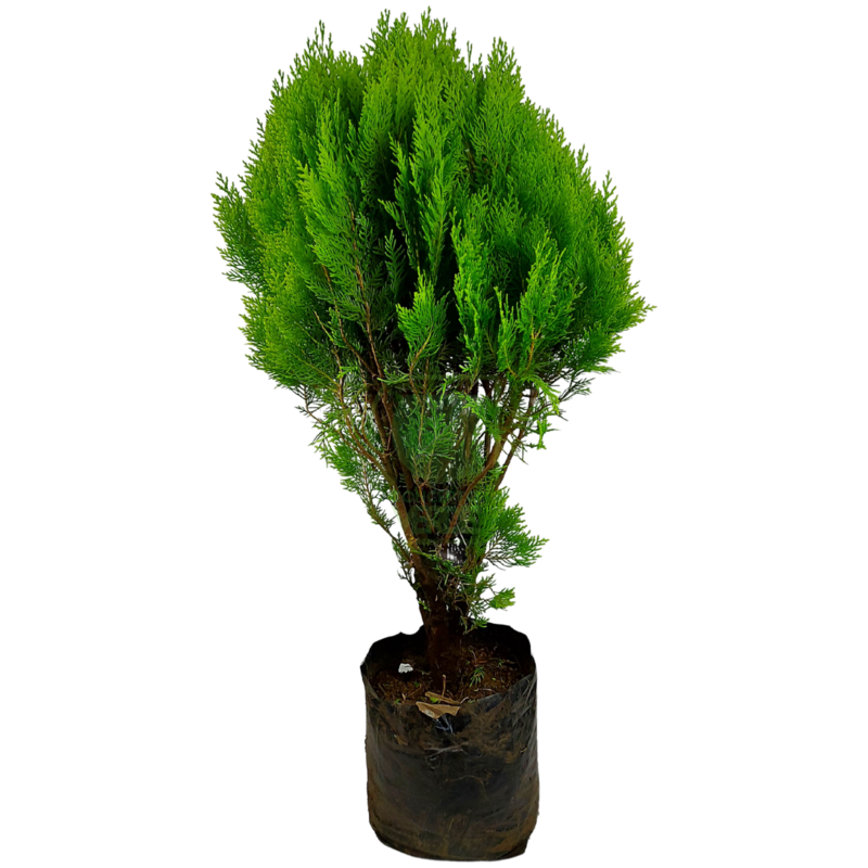Tulia (Mediana)