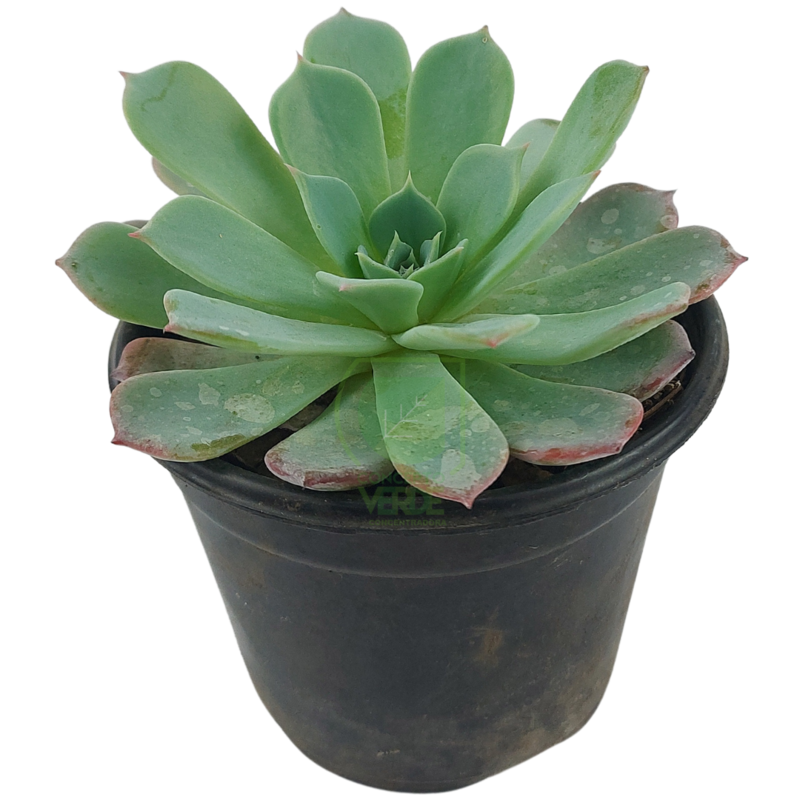 Secunda Rosa