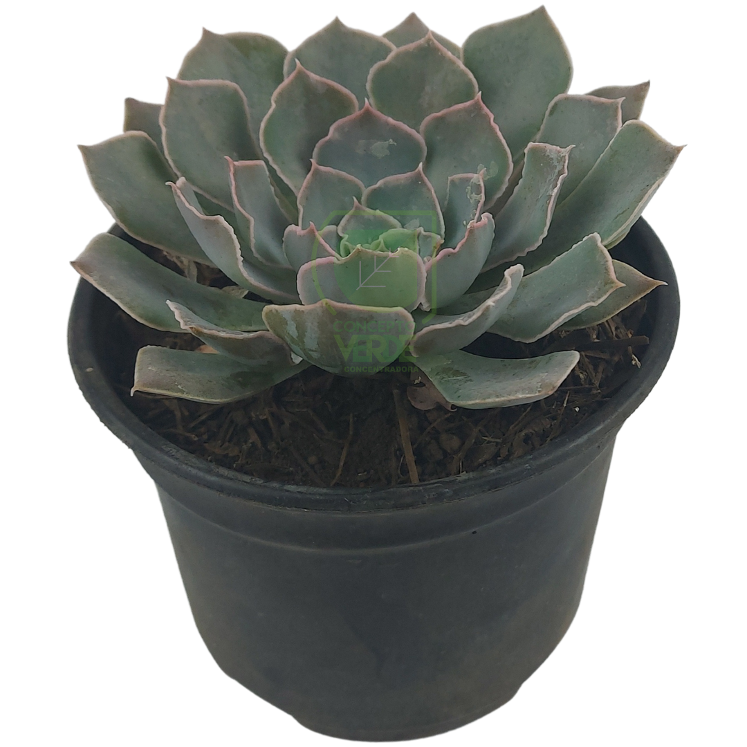 Shaviana