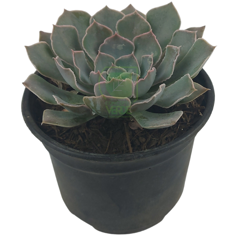 Shaviana