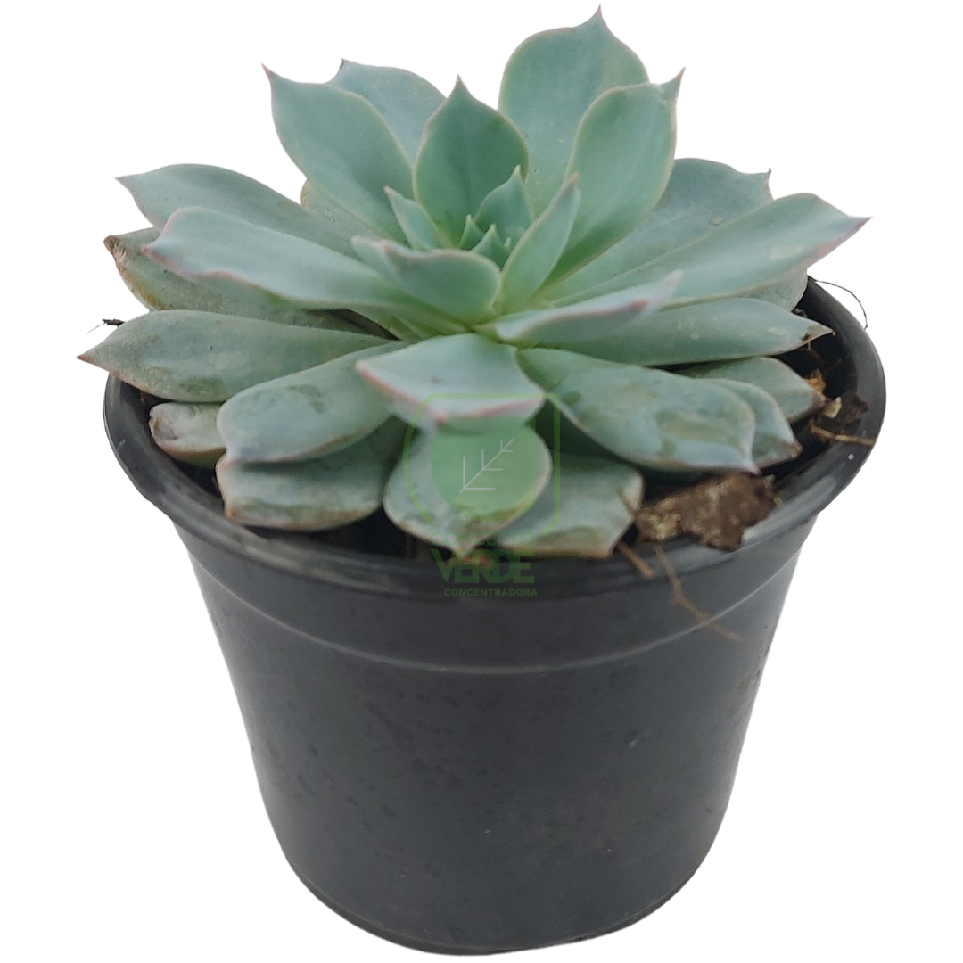 Echeveria Subsessilis Azul