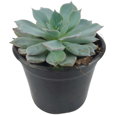 Echeveria Subsessilis Azul