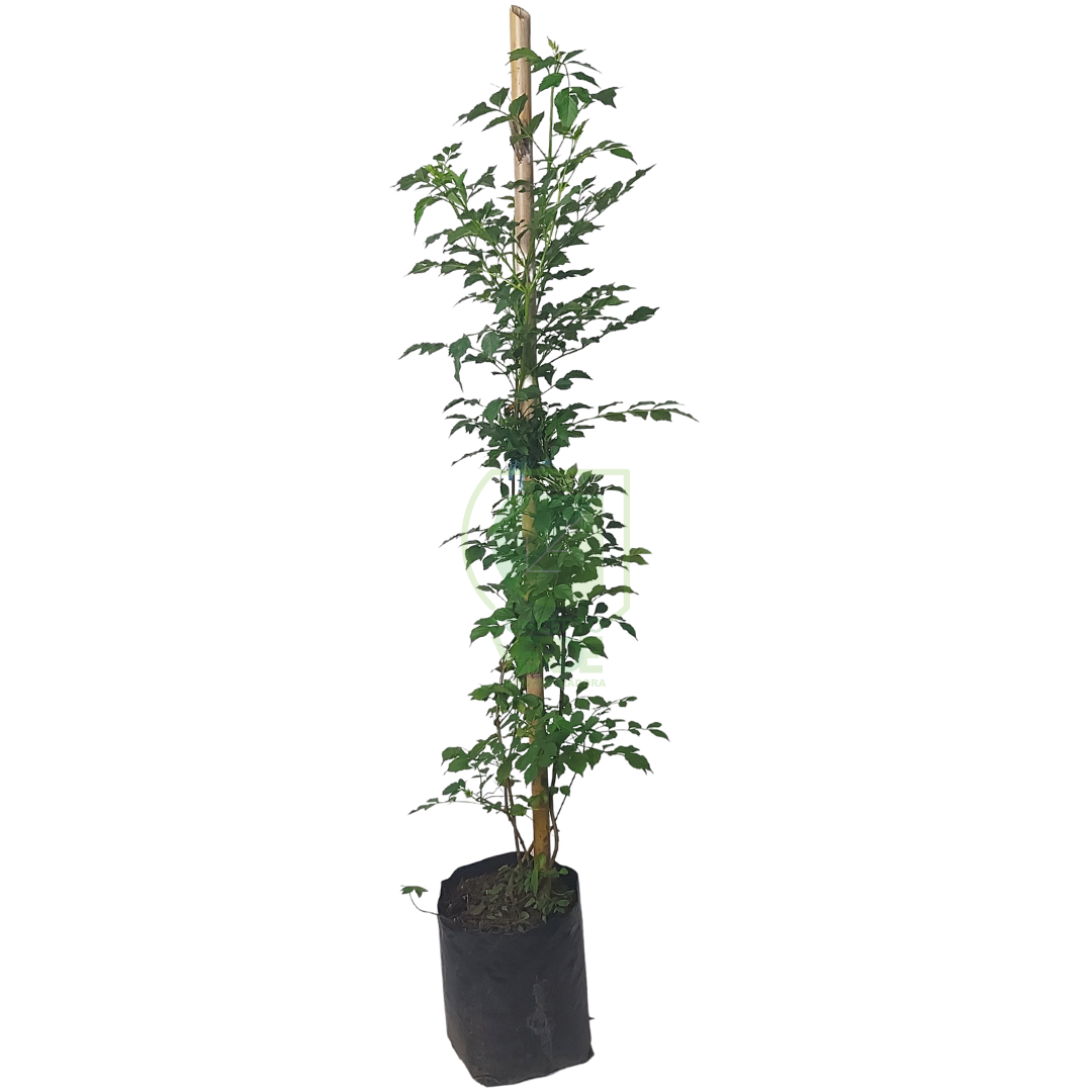 Tecomaria