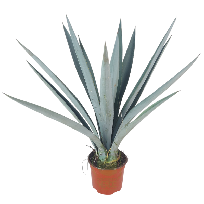 Agave Azul #2