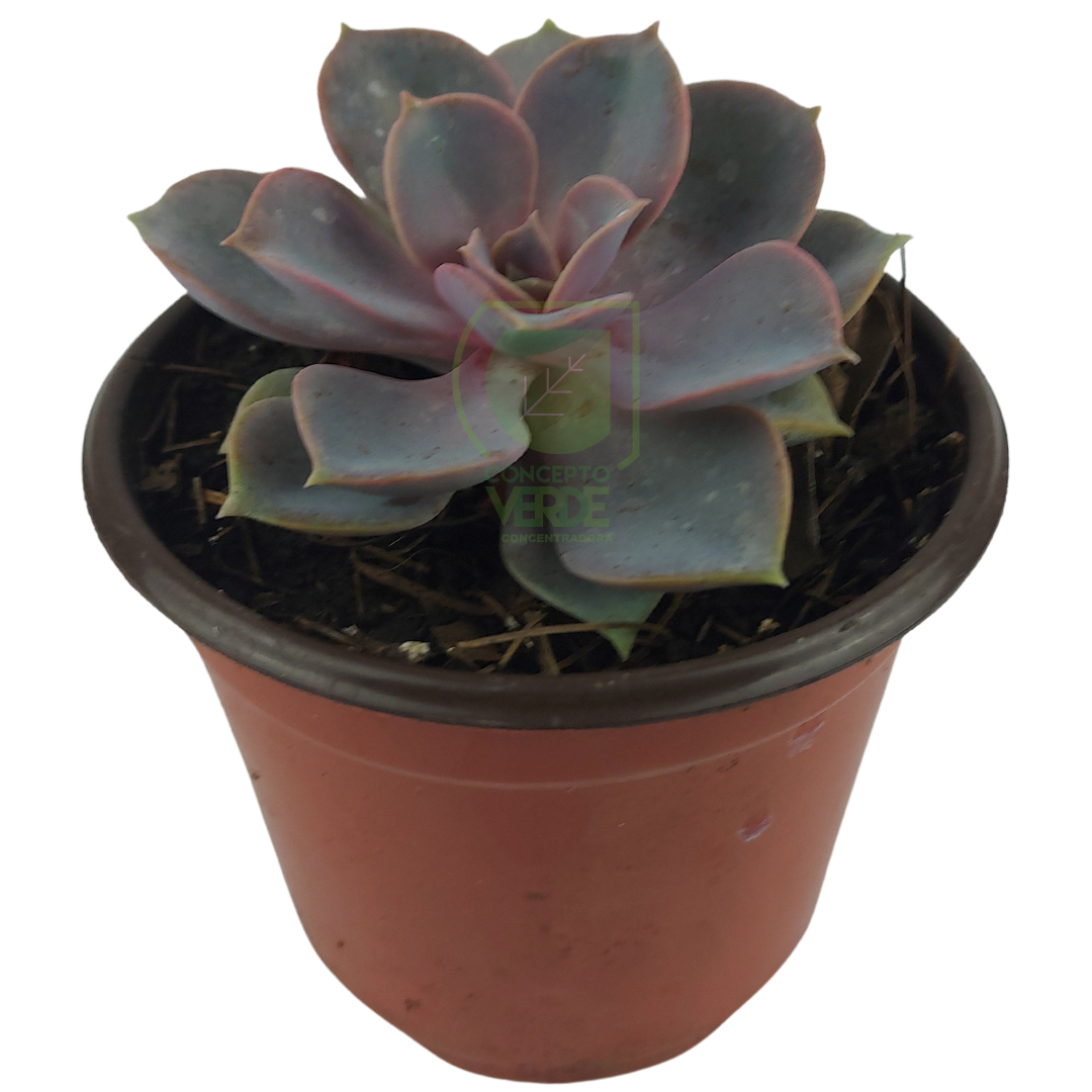 Rosa Perlum